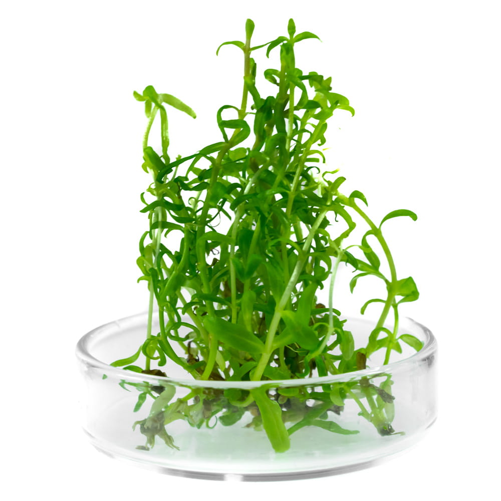 Pogostemon Yatabeanus InVitro PORCJA 5szt